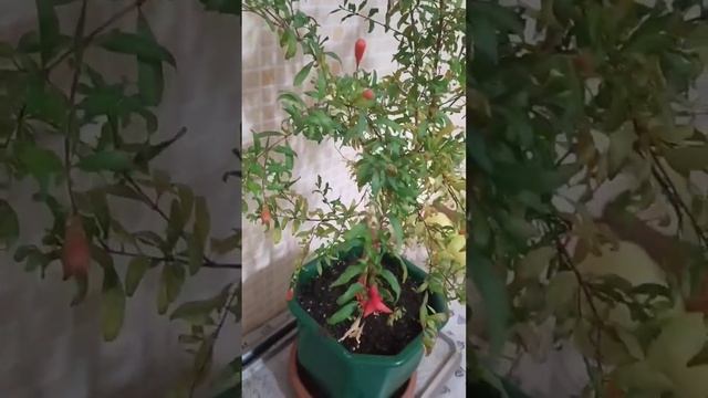 вот так цветёт гранатовое дерево в комнате смотреть онлайн