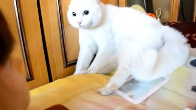 Белый Кот испугался Головы смотреть онлайн