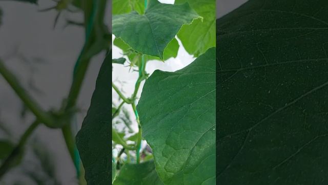 Огурцы в мешке Трюкач F1 и Городской огурчик F1. Пекинская капуста Джаз F1. 20 мая 2023г. смотреть онлайн