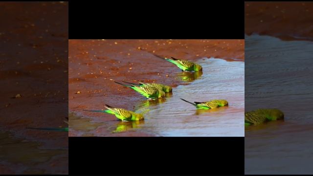 Попугаи грызут обои. Что делать? смотреть онлайн