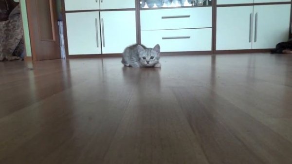 Кися-мурыся