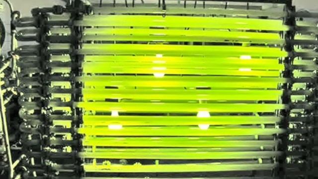 Проект водоросли смотреть онлайн