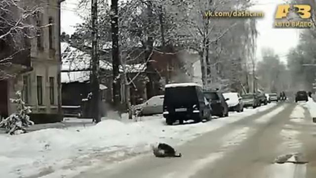 Разборки дворовых котов смотреть онлайн