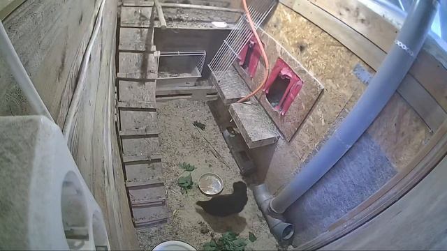 Квочка | Как посадить квочку на яйца | Вылупление цыплят смотреть онлайн