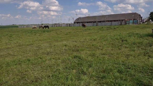 Жеребята ясельная группа смотреть онлайн