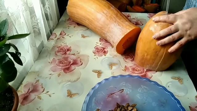 Когда собрать семена из тыквы. Мой любимый сорт тыквы мускатная гитара смотреть онлайн