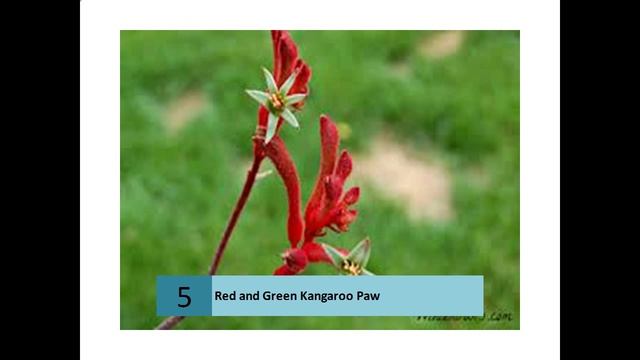 Red and Green Kangaroo Paw смотреть онлайн