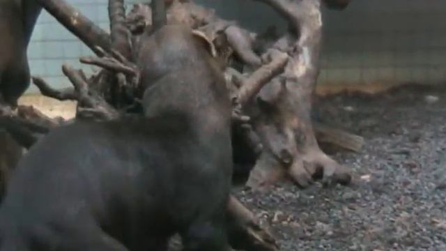 Берлин Зоопарк Германия смотреть онлайн