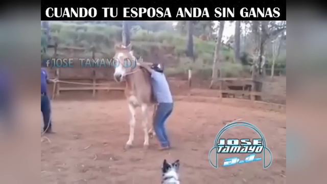 MIS MEJORES VINES DEL 2014 - JOSE TAMAYO DJ смотреть онлайн