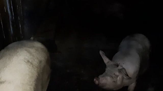 Купив старих свиноматок// Буду з поросятами// смотреть онлайн