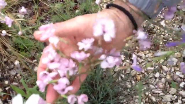 Wild Flowers Diversity in Bosnia смотреть онлайн