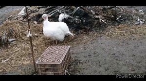 Вес белых-широкогрудых индюков.