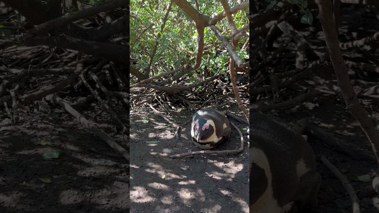 Дикий пингвин в Африке #африка #кейптаун #пингвин #океан #afrika #capetown #pinguin #ocean смотреть онлайн