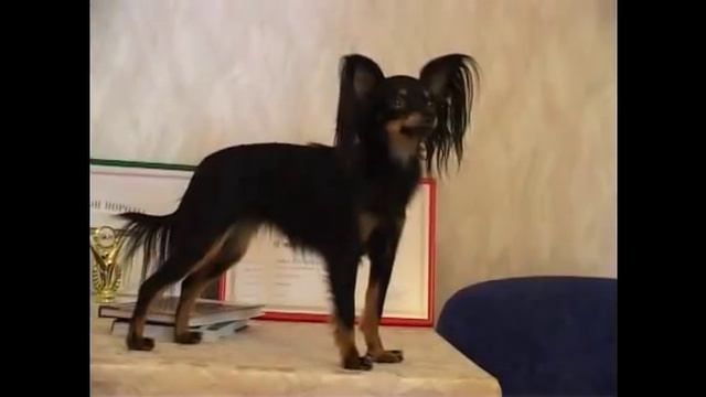 Русский той смотреть онлайн