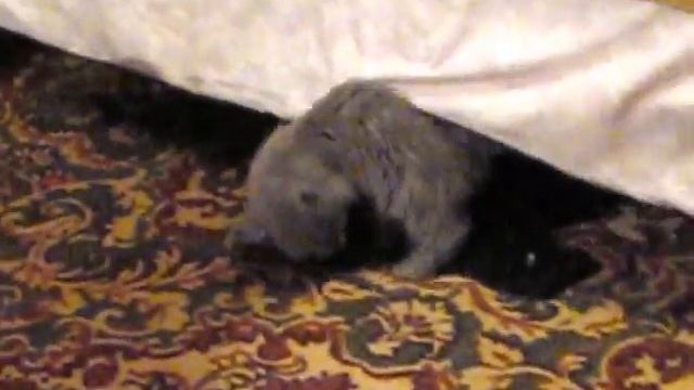 Кот Лев любит носки. Lion, the cat loves socks. смотреть онлайн