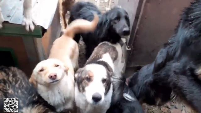 Уничтожил ещё одну старую машину! Готовлю место для новых будок в приюте бездомных животных. смотреть онлайн