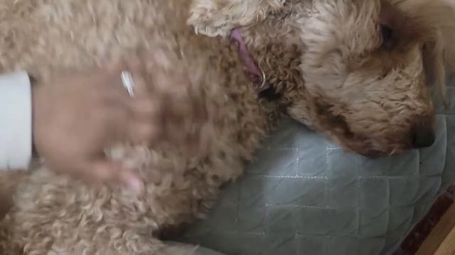 HOW TO TAKE CARE OF POODLE COAT смотреть онлайн