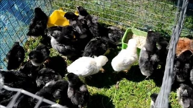 Цыплята орпингтона. смотреть онлайн