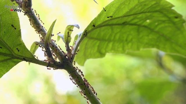 ВЫГНАЛ МУРАВЬЕВ И ТЛЮ Без Химии Этим Копеечным Средством! смотреть онлайн