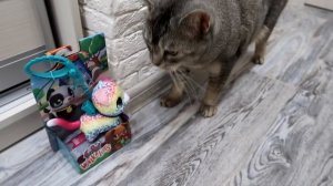 КОТ БЕЗ ЛАПЫ СЛАДУН И РАДУЖНАЯ КИСА