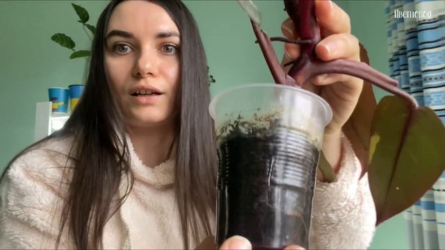 Проблемы в выращивании филодендрона Pink Princess.