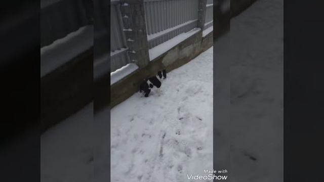 Пітбуль фото смотреть онлайн