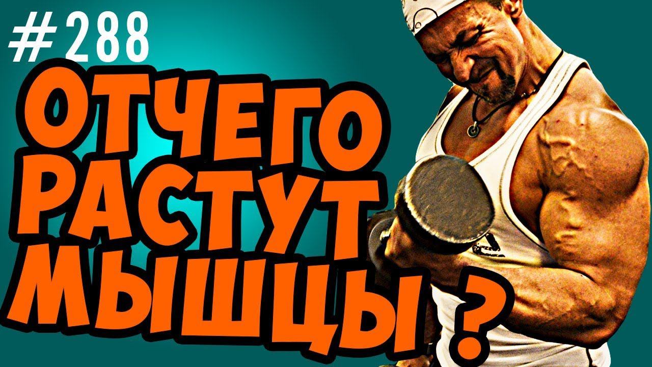 мышечный рост. Главные факторы мышечного роста. теория разрушения и теория накопления смотреть онлайн