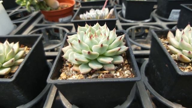 Echeveria Cuspidata Var. Gemmula 多肉植物小盆栽 紅爪玫瑰