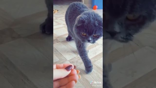 Сломанная лапка смотреть онлайн