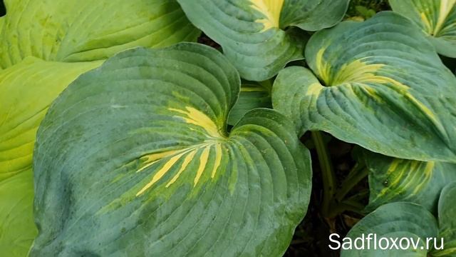 Большая хоста Дрим Вивер (Dream Weaver), в моем саду смотреть онлайн