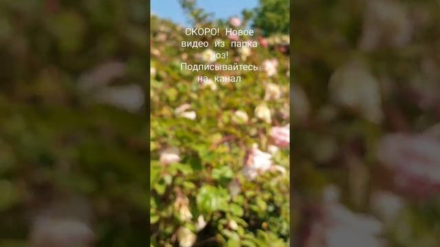 Розы в парке Сервантес Скоро НОВОЕ ВИДЕО! #подписывайтесь на канал! #красиваяприрода #розы #Испания смотреть онлайн