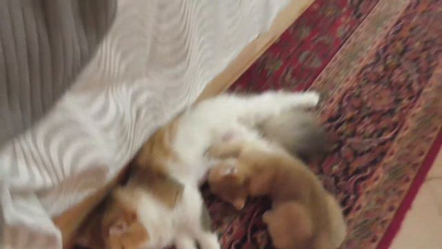 Чужой котёнок украл всё молоко. смотреть онлайн