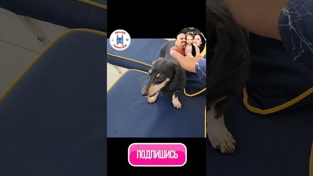 Кроличья карликовая такса смотреть онлайн