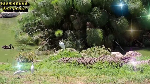 Воткните иглу в это растение, враги сгинут сами навсегда еще и будут просить прощение смотреть онлайн