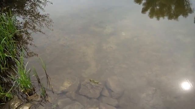 Река Осетр выше по течению села Радушино, Зарайский район смотреть онлайн