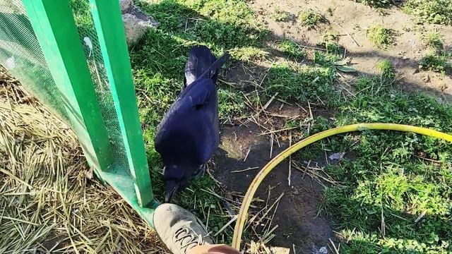 Это осоед или ногоед? смотреть онлайн