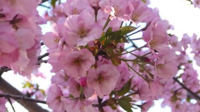 малолетка ветка вишни .wmv смотреть онлайн