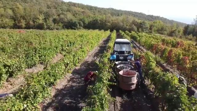 Сбор винограда в Крыму. смотреть онлайн