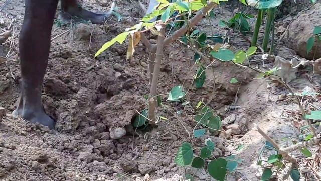 Как Готовят Чипсы на Улице в Индии | Маниока #индия смотреть онлайн