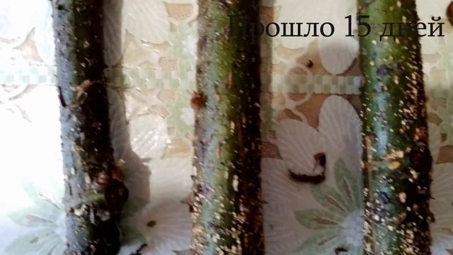 Черенкование Инжира Сорт Гибрид Кадоты смотреть онлайн