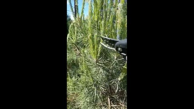 Как подстригать горные сосны смотреть онлайн
