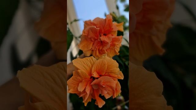 Моё хобби #еленагридина #математика #адениумы