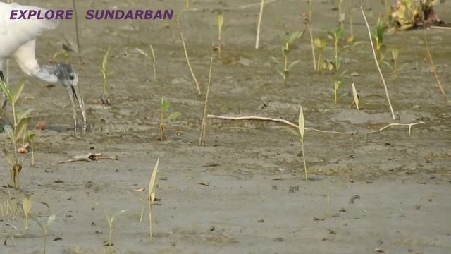 MONITOR LIZARD (SUNDARBAN) গোসাপ । смотреть онлайн