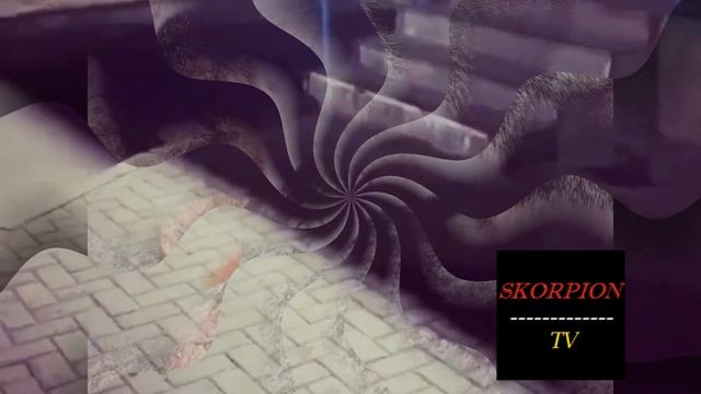 SKORPION TV/ПОМОЩЬ ЖИВОТНЫМ/ЛЮБОВЬ К ЖИВОТНЫМ смотреть онлайн