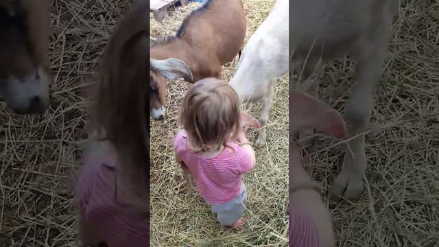 Счастливый ребёнок ? #жизньвдеревне #baby #многодетная #дети #животные #смешныевидео смотреть онлайн