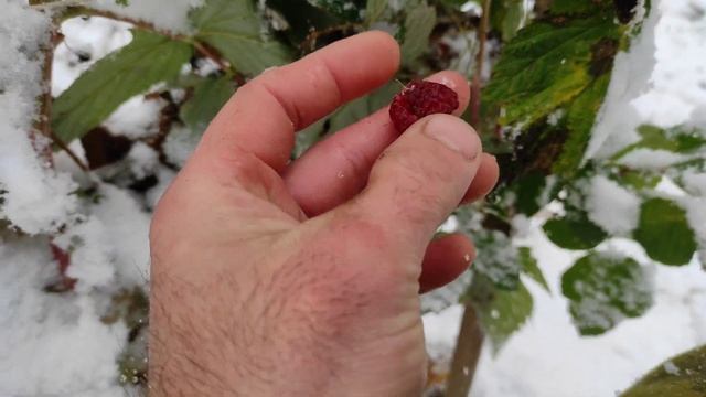 Поздний урожай классной ремонтантной малины в ноябре. Потенциал и возможности ремонтантной малины. смотреть онлайн