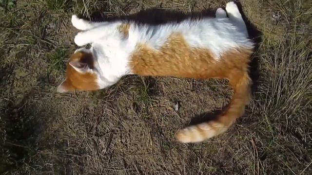 Заволжье. п. Первомайский. Чудесная осенняя прогулка. Чебоксары. 16 октября 2022 смотреть онлайн