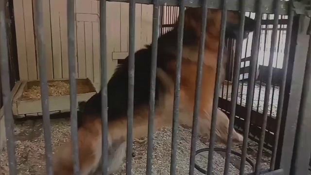 Едем покупать кобеля немецкой овчарки смотреть онлайн