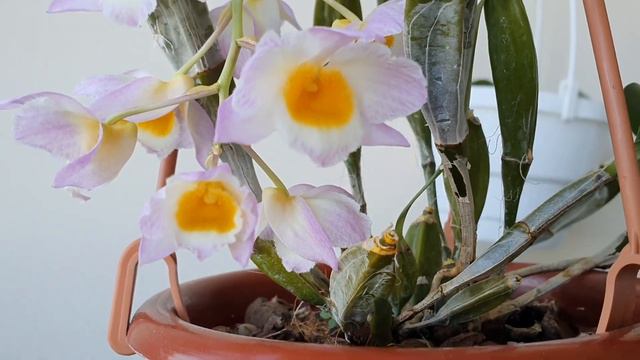 ДЕНДРОБИУМ ФАРМЕРИ ПОБАЛОВАЛ ЦВЕТЕНИЕМ🥰🌸💝🌸Dendrobium Farmeri pink смотреть онлайн