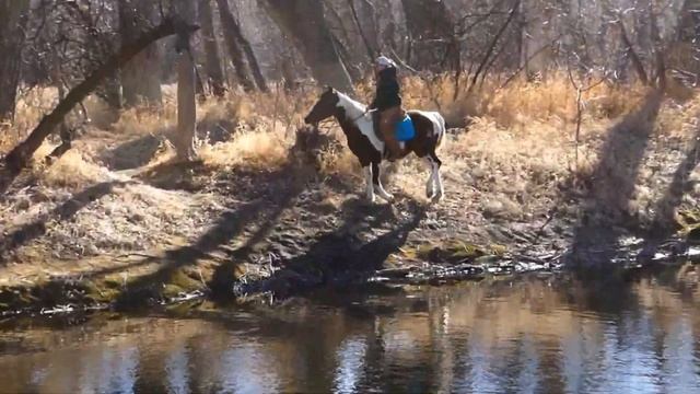 SOLD! Samba 13.2 hand gaited pony , safe for anyone and fearless on the trail . amazing jumper смотреть онлайн